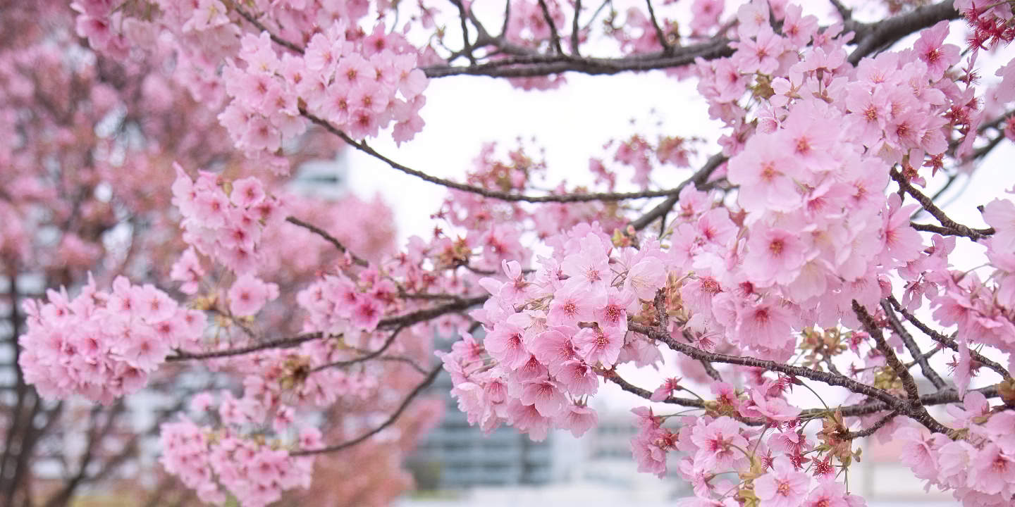 Tokyo: Lawatan Foto Perkahwinan dengan 3 Lokasi & Penggayaan Profesional